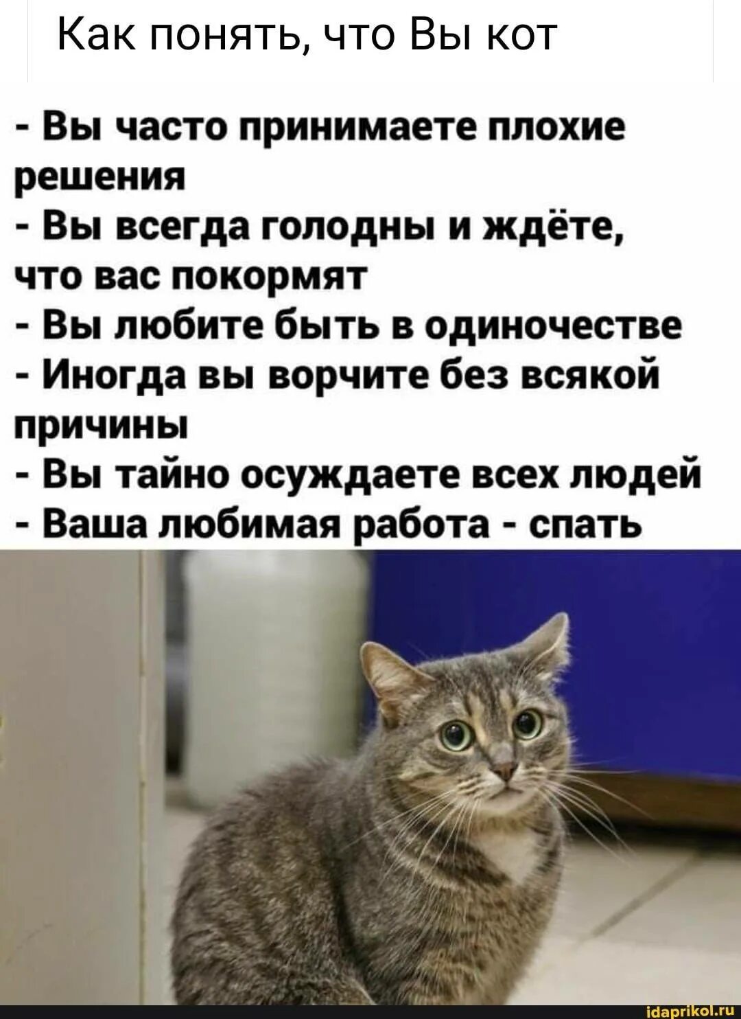 Как понять домашнюю кошку. Признаки того что вы кот. как понять что ты кот. как понять что ваш кот. признаки того что кот вас любит.