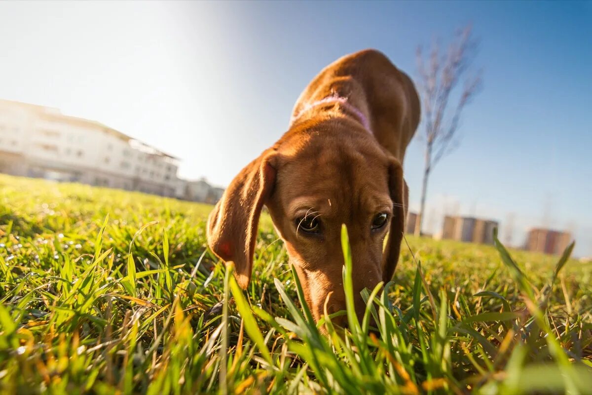 Find dog. Dog owner. Лабрадор ретривер альбинос. Голден кокер ретривер. Аусси кобель.