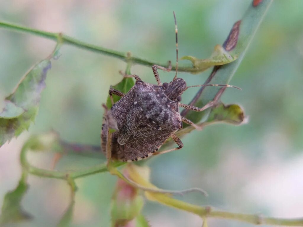 Тип развития насекомых мраморный клоп. Коричнево-мраморный клоп (halyomorpha halys). мраморный клоп имаго. клопы сочинские мраморные. мраморные клопы в абхазии.