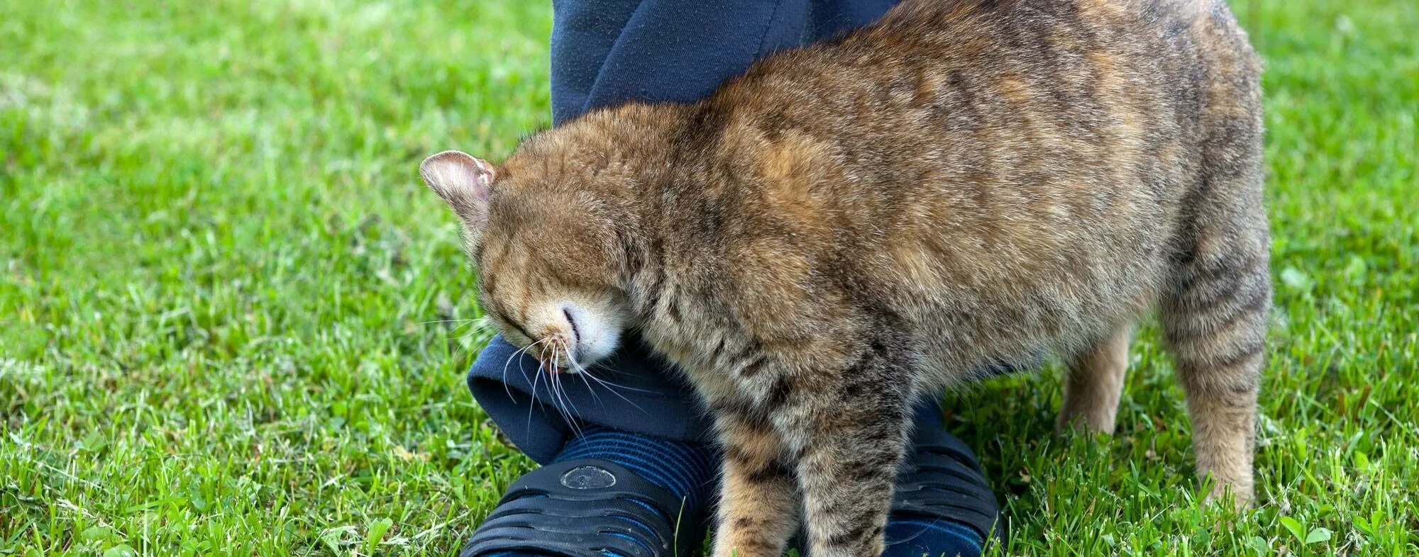 Почему коты трутся об ноги. Кошка трется. кот трется об ноги. кот ластится к ногам. кот трется о человека.