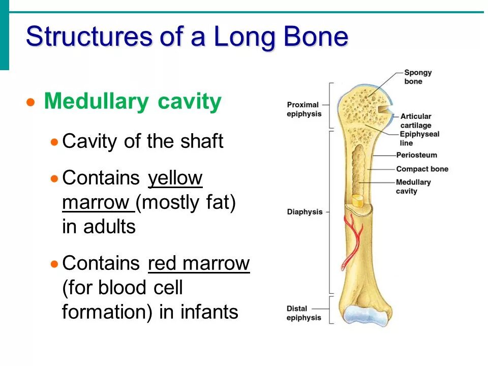 Bone meaning