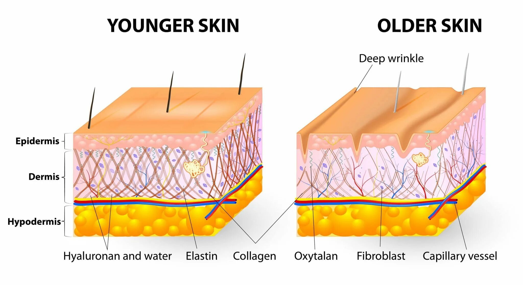 Строение кожи коллаген эластин. Структура кожи Collagen elastin. Строение дермы коллаген и эластин. Строение кожи эпидермис дерма гиподерма.