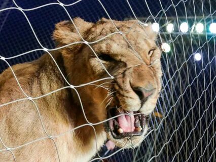 Mila lioness