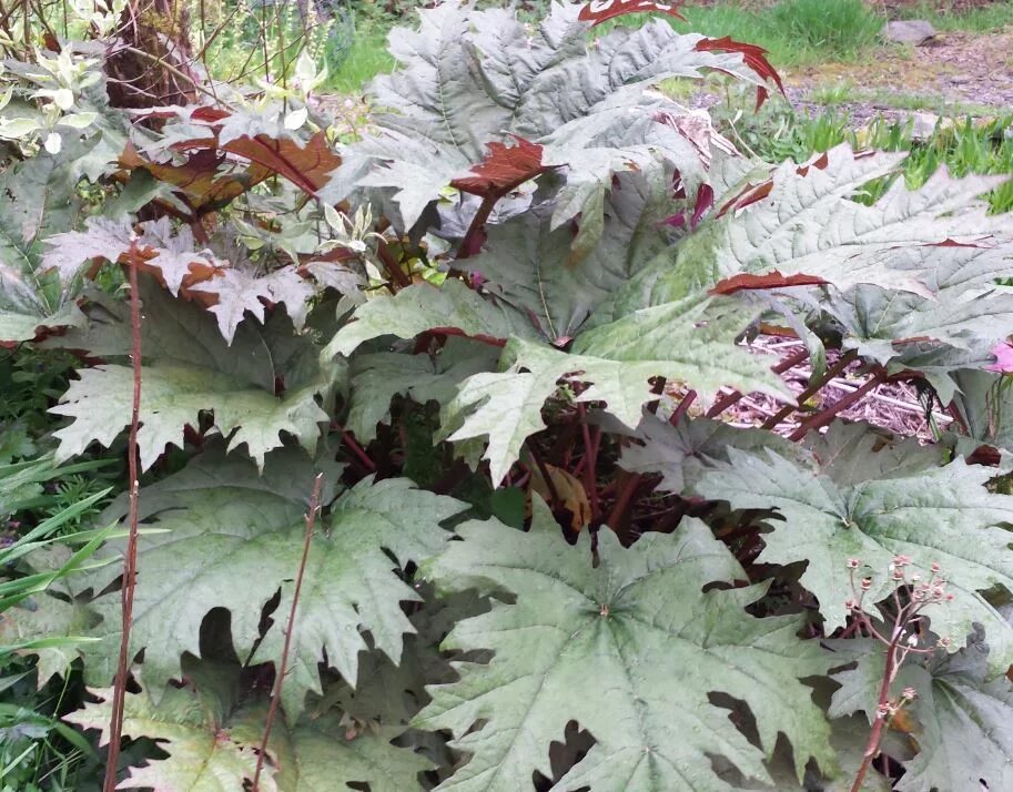 Ревень тангутский (rheum palmatum). Ревень тангутский (rheum palmatum). Ревень дланевидный тангутский. Ревень пальчатый тангутский. Ревень дланевидный.
