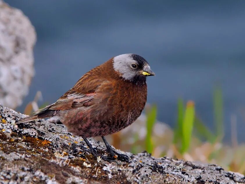 360 bird. Американский вьюрок. Горный вьюрок. Высокогорный вьюрок. Командорский американский вьюрок.