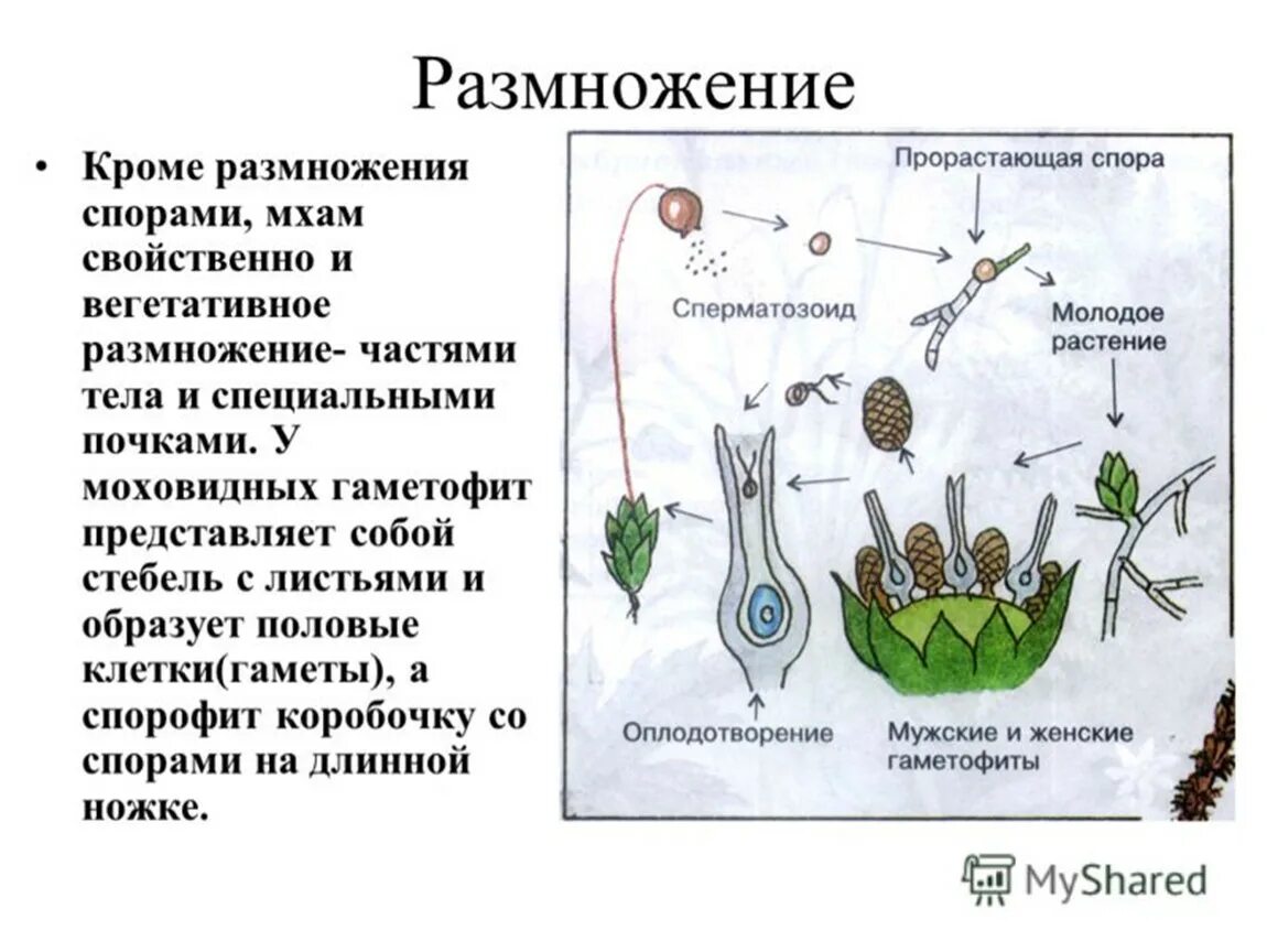 Половое размножение мхов схема. Размножение мхов 6 класс биология. Размножение высших споровых растений мхи. Чередование поколений у Кукушкина льна.