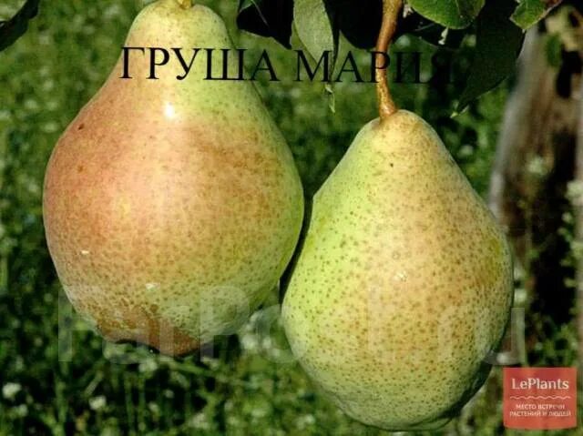Груша Мария: купить в Москве - цена 290 ₽ за 1 шт. - Доставка Почтой
