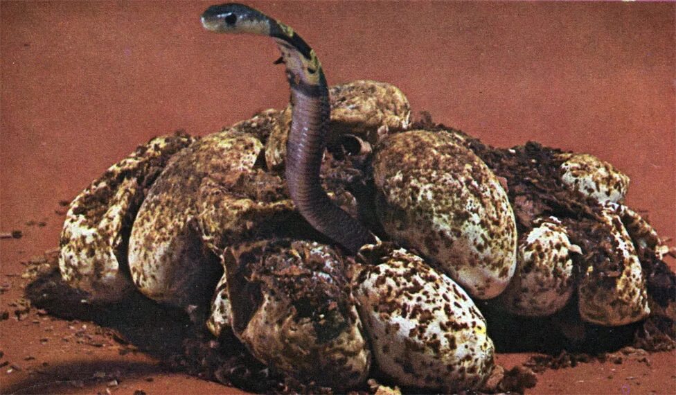 Видео яйца змеи. Змеиные яйца гадюки. Королевская Кобра размножение. Яйца индийской кобры.
