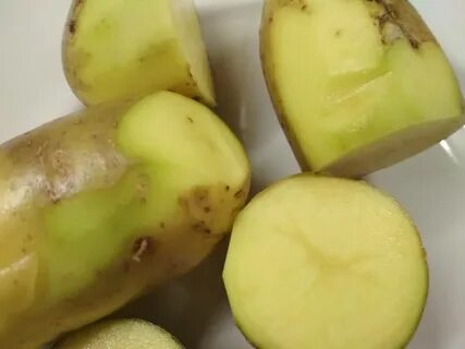 Картошка начала зеленеть