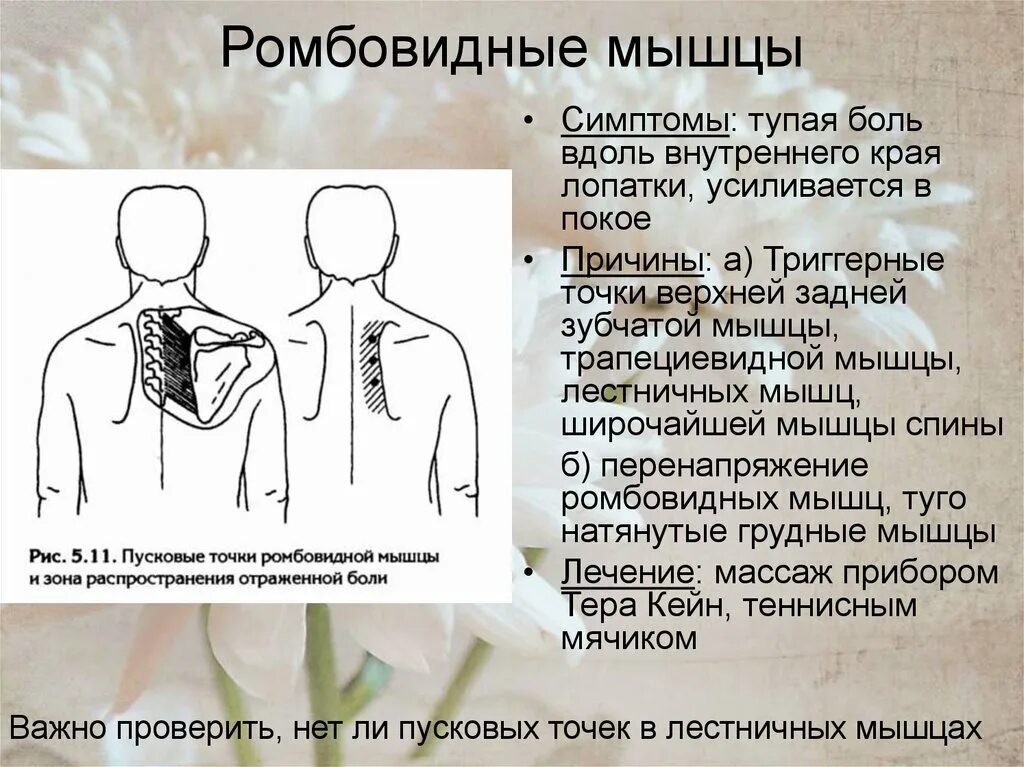 Боль в лопатке слева при движении. Триггерные точки ромбовидной мышцы. болит ромбовидная мышца. ромбовидные мышцы спины боль. внутренний край лопатки.