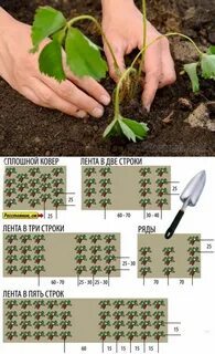 Какое расстояние между кустами клубники при посадке