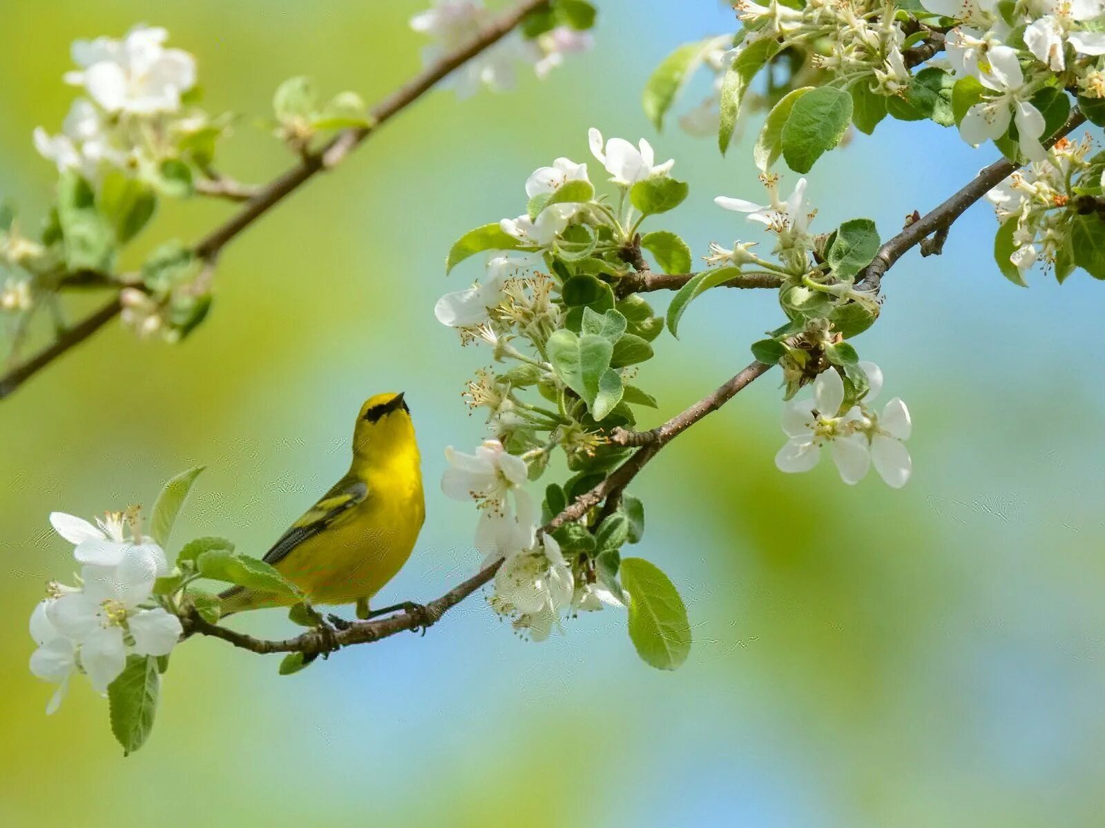 Весной веселой пели птицы