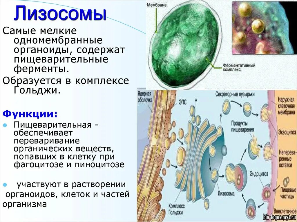 Гольджи ферменты. Строение органоида лизосомы. Таблица органоиды строение функции лизосомы. Лизосомы строение структура и функции.