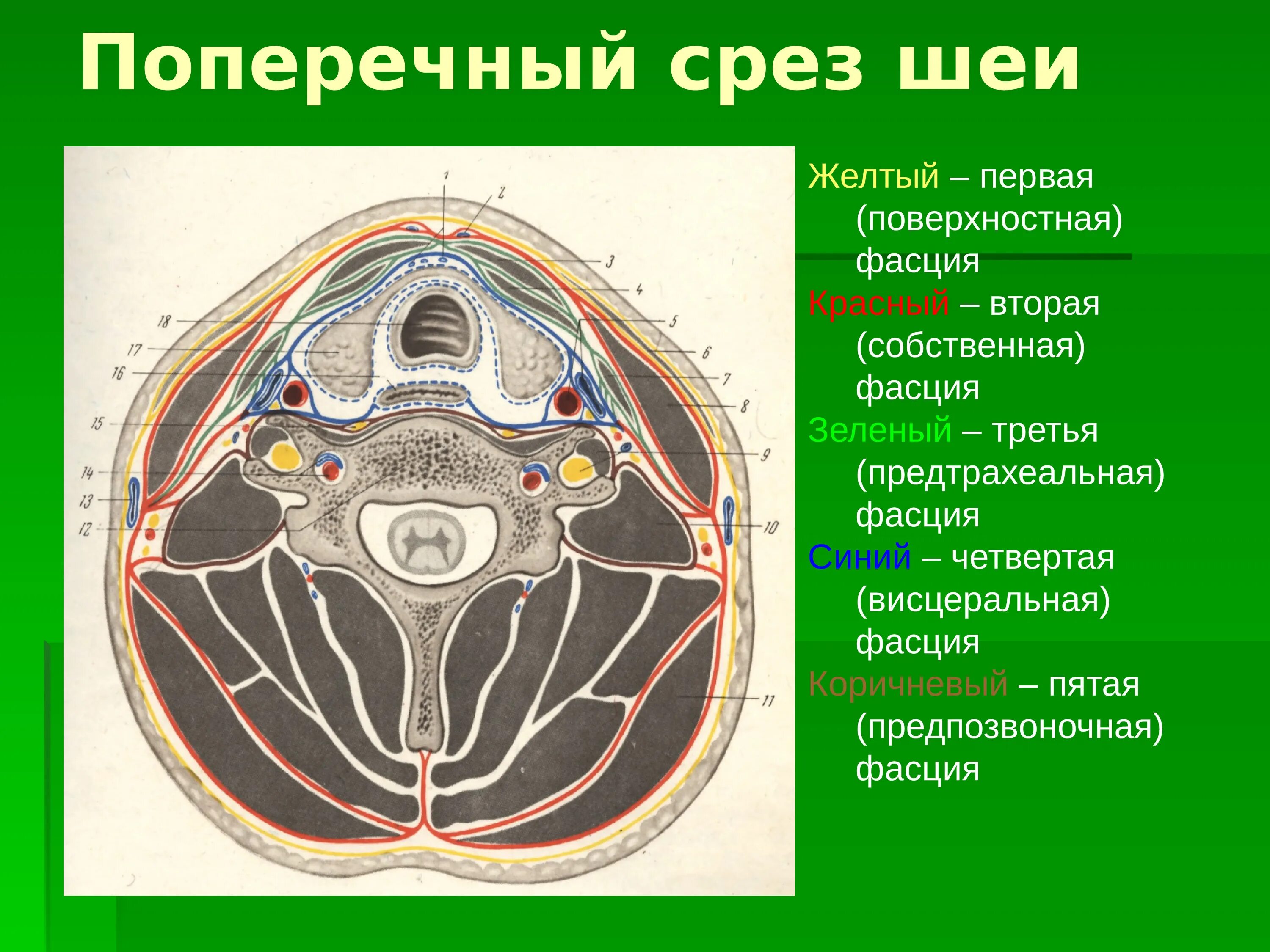 Топографические срезы. Поперечный срез шеи топографическая анатомия. Топография шеи фасции. Фасции шеи горизонтальный срез. Фасции шеи поперечный срез.