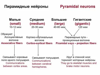 К какому уровню относится нейрон