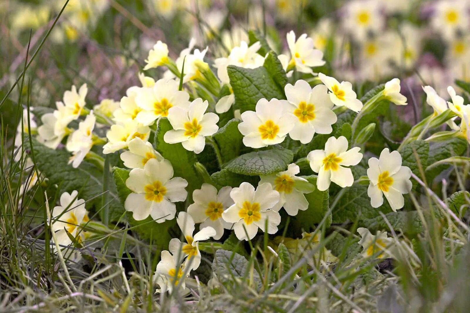 Примула обыкновенная. (Primula vulgaris). Примула обыкновенная Йеллоу. Примула Примроуз. Примула обыкновенная бесстебельная. Первоцвет это месяц