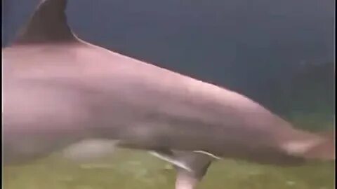 Дельфины спариваются видео