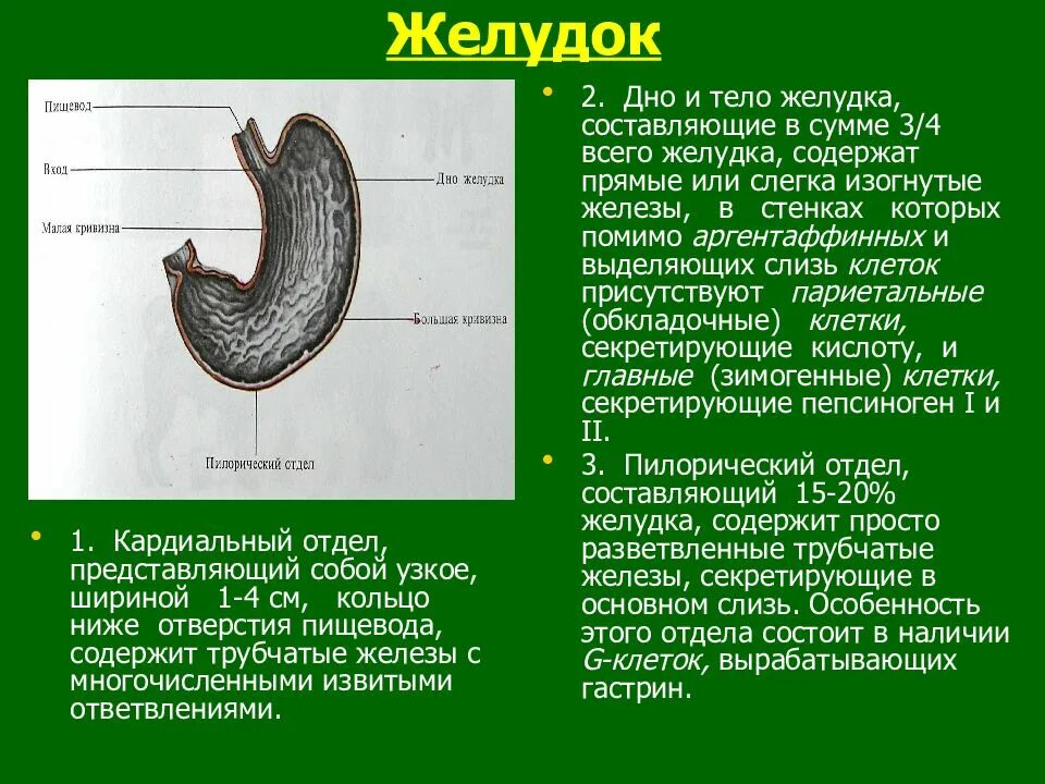 В желудке имеются