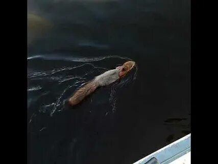Может ли белка жить в воде