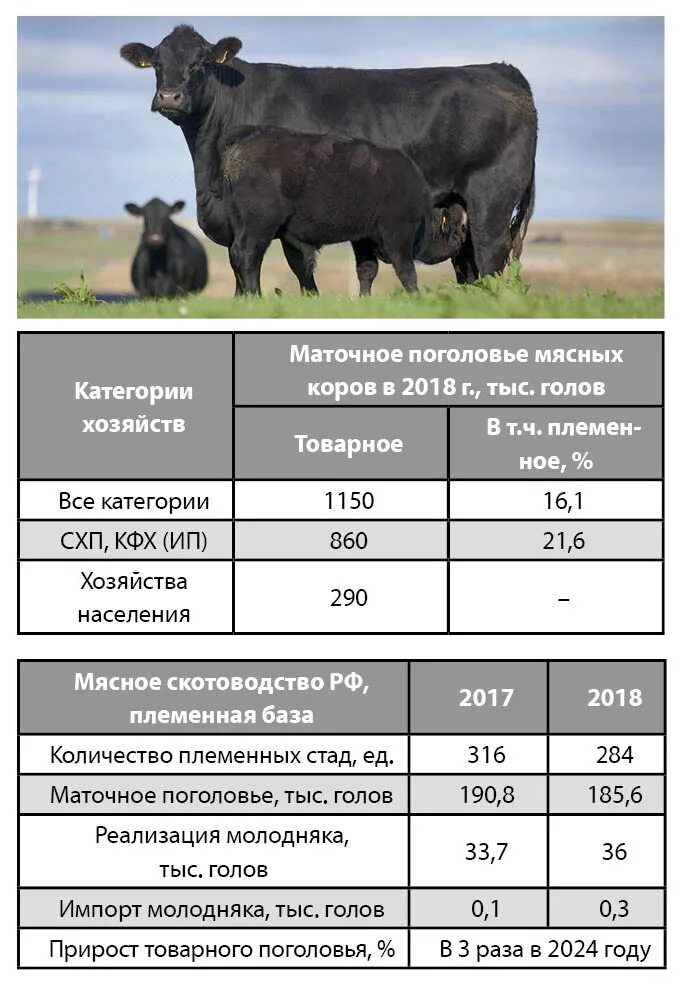 Мясо живой вес цена. Бык Абердин Ангус вес в 1 год. Вес Быков Абердин Ангус. Порода коров Абердин Ангус характеристика. Абердин-ангусская порода вес годовалого быка.