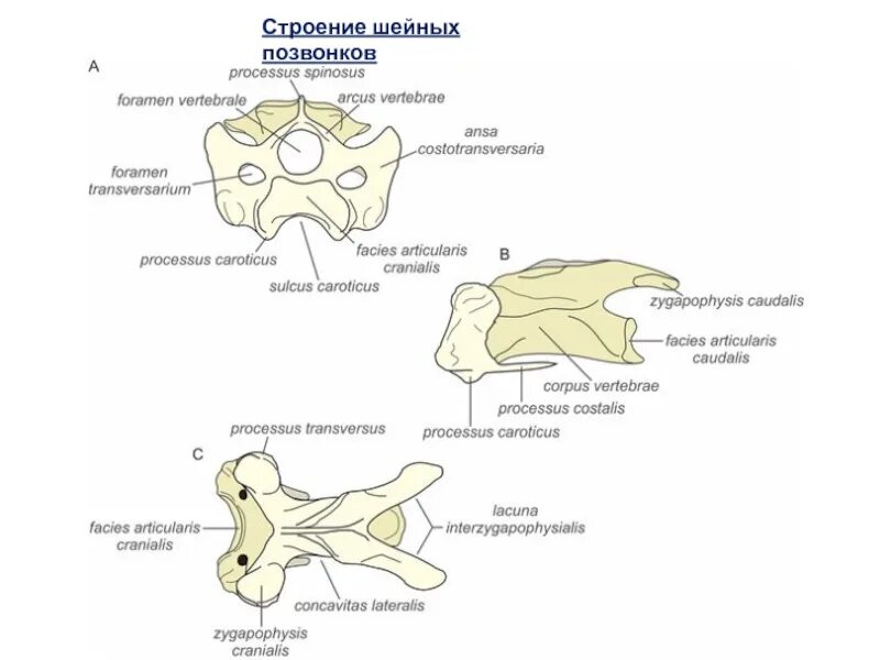 Строение шейных позвонков птиц. Гетероцельный шейный позвонок. Гетероцельный шейный позвонок голубя. Гетероцельный позвонок птицы.