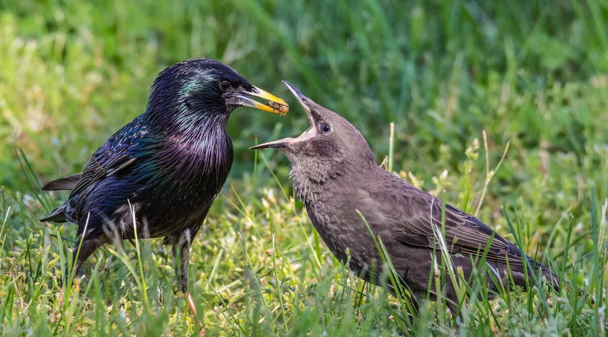 скворцы в огороде. птицы в огороде. насекомоядные птицы скворец. птица похожая на скворца. птицы едят клубнику.