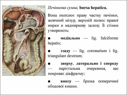 Брюшина латынь