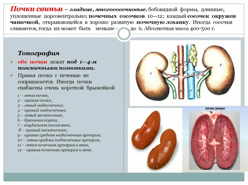 Почему увеличена почка