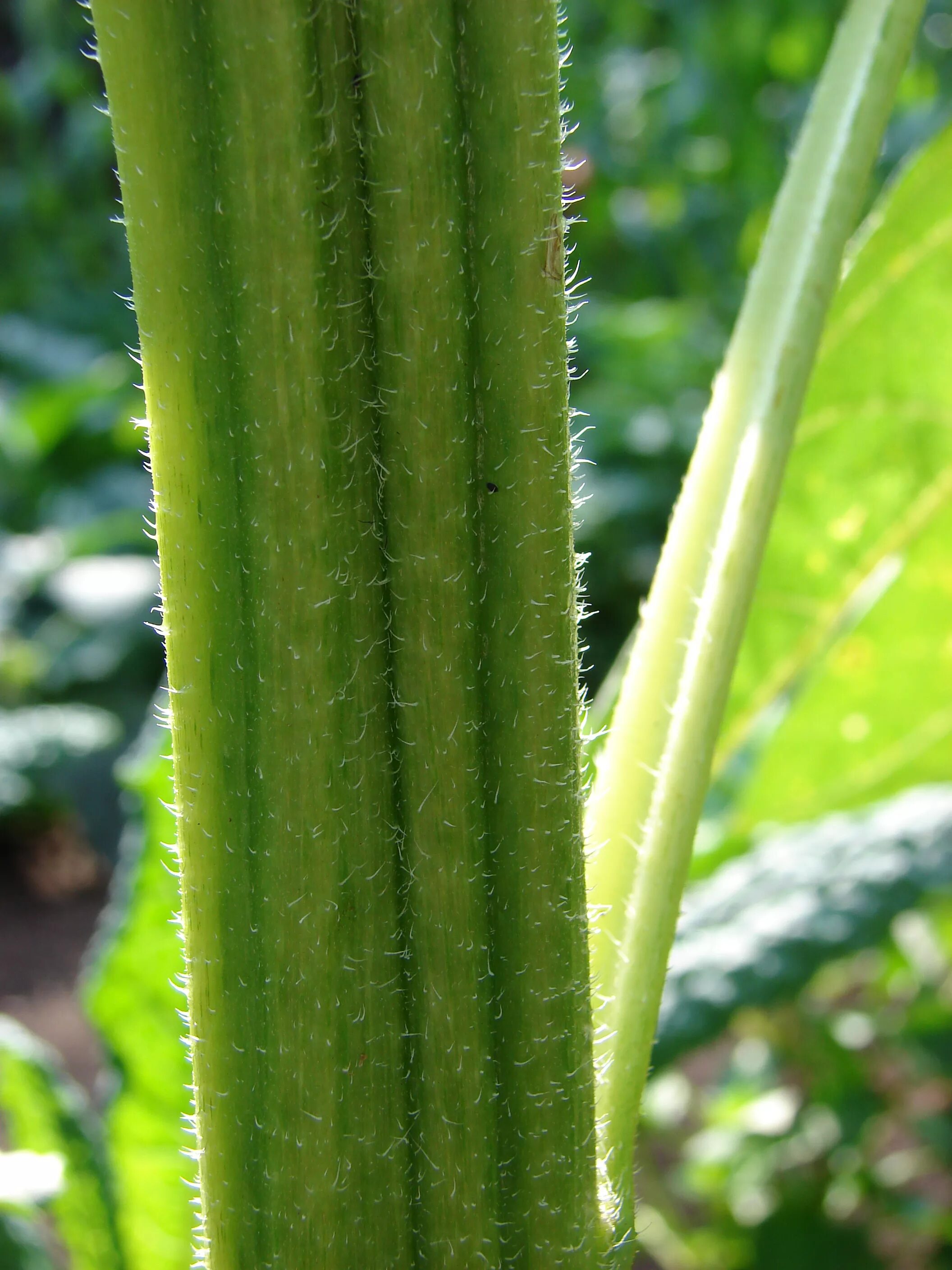 Какой тип стебля у подсолнечника. Helianthus petiolaris. helianthus strumosus. helianthus pauciflorus. подсолнечника черешковый.