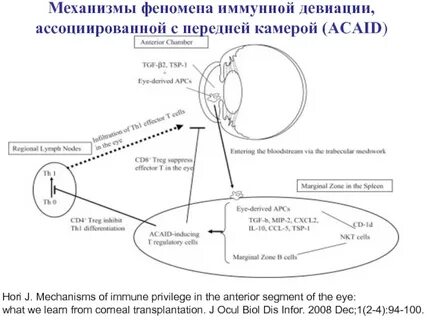 Иммунные феномены