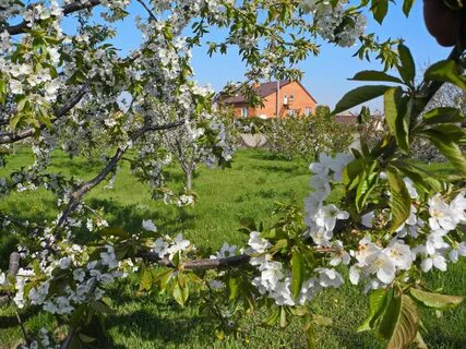 Время цветения плодовых деревьев