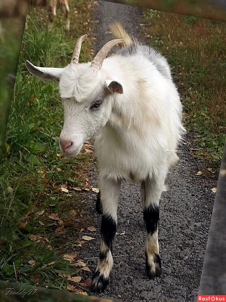 коза гиргентана. маленькая козочка. молочная коза (в. «белая коза альба» (1945). козленок алиса.