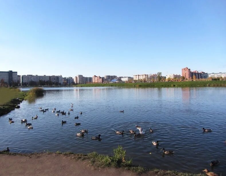 На озеро долгое. На озеро долгое. Озеро долгое питер. Парк озеро долгое санкт-петербург. На озеро долгое.