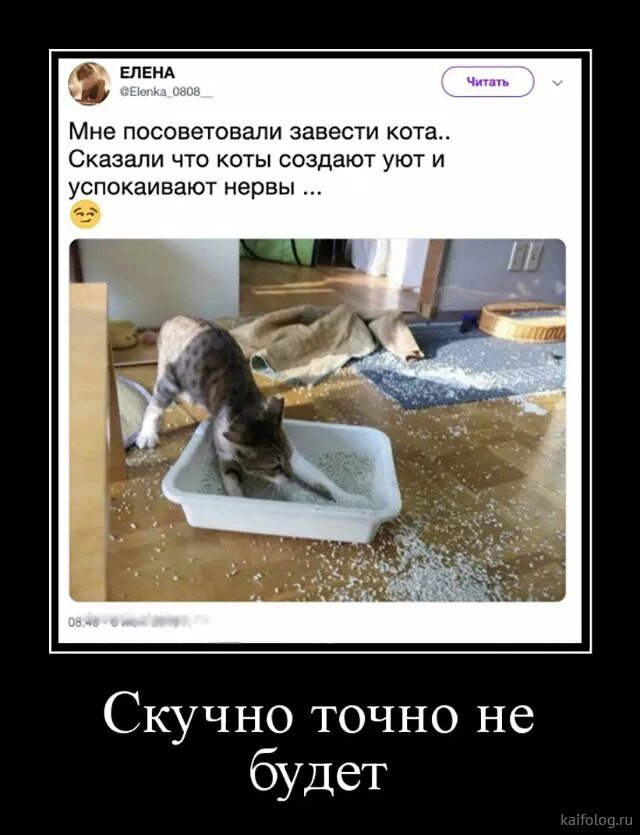 заводит рассказывает. котики успокаивают нервы. котик я застряла можешь приехать. давай заведем собаку. кот юмор.