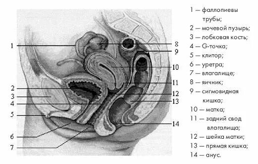 Большие внутренние половые. Анатомия женских органов точка g. Строение влагалища сбоку. Строение влагалища точка g. Точка g и мочевой пузырь.