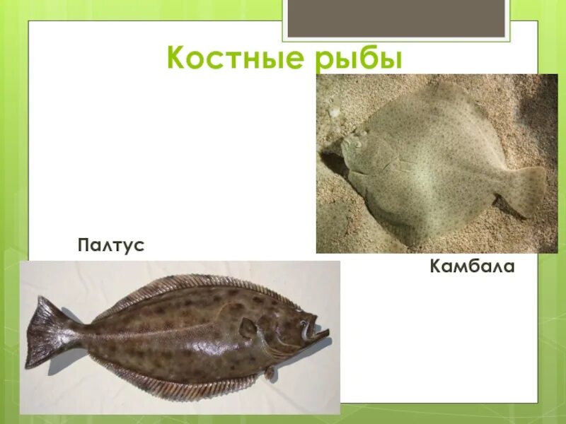 Биологическое значение приспособлений камбалы морской. Рыба камбала. виды камбалы. рыба камбала и палтус. камбала класс рыбы.