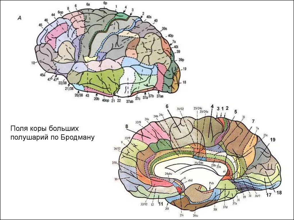Вторичные поля мозга. Поля коры головного мозга по Бродману. Цитоархитектоника коры (поля коры по Бродману). Карта полей Бродмана строение коры. Карта полей коры больших полушарий по Бродману.