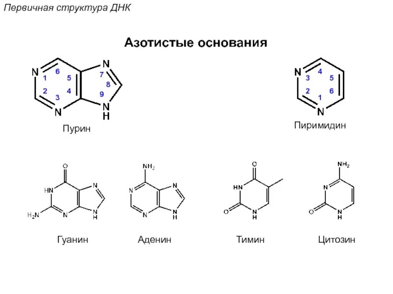 Структура гуанин Тимин аденин. Аденин гуанин цитозин Тимин структурные формулы. Аденин гуанин цитозин Тимин урацил комплементарность. Аденин гуанин структура ДНК.
