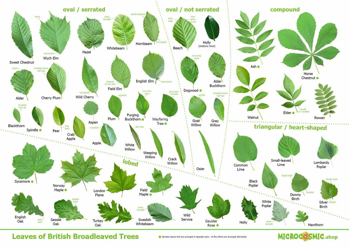 Название листьев. Листья деревьев и кустарников. Разновидности листьев деревьев. Различить деревья по листьям. Красивые листья с названиями