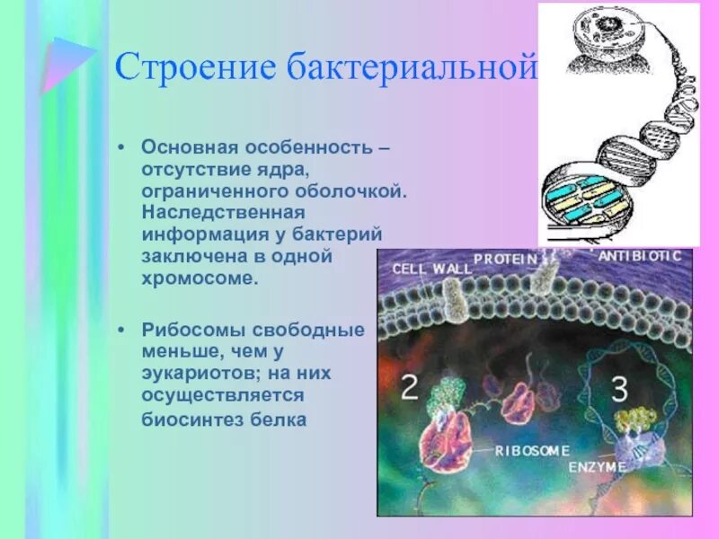 Наследственная информация о строении. Генетическая информация бактериальной клетки. наследственная информация. генетическая информация бактерий заключена. отсутствие ядра.