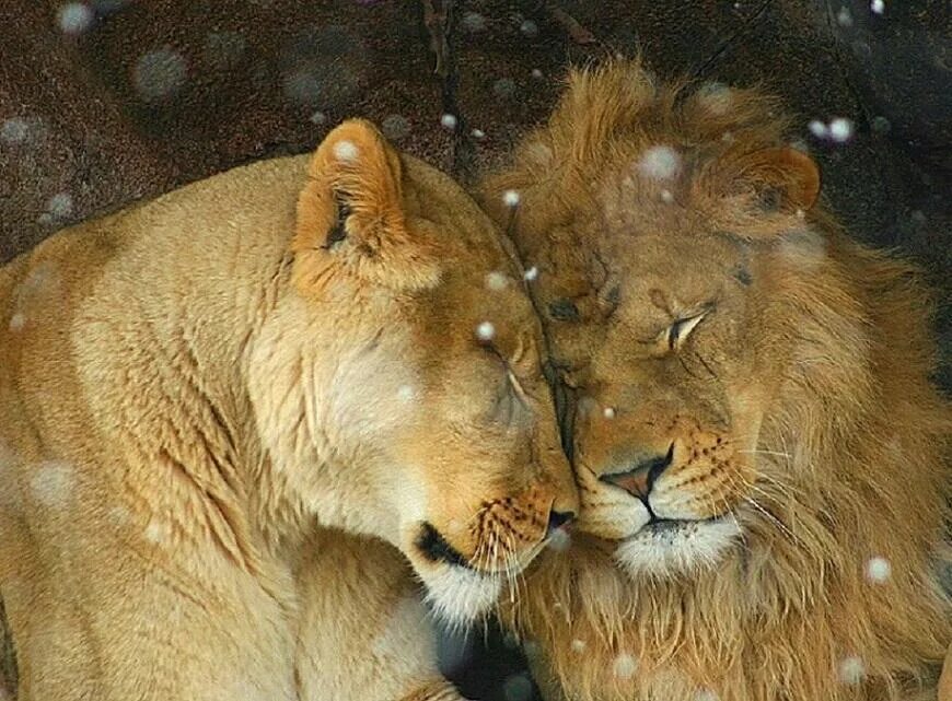 Loving lions