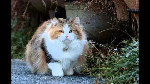 Толстенький котенок