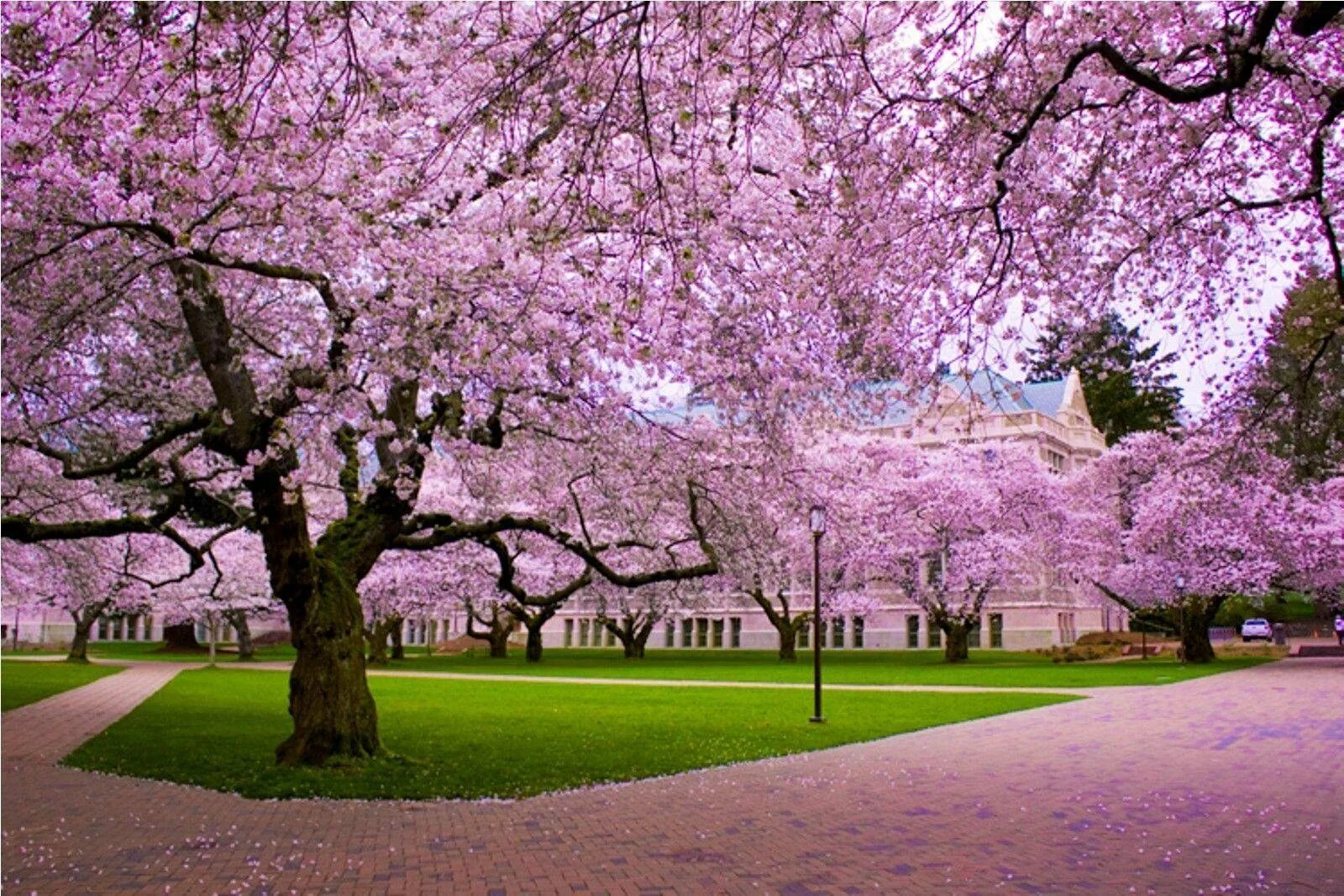Сад цветущей сакуры. Сакура черри блоссом. Черри блоссом дерево. Pink черри блоссом дерево деревья парк. Цветение Сакуры.