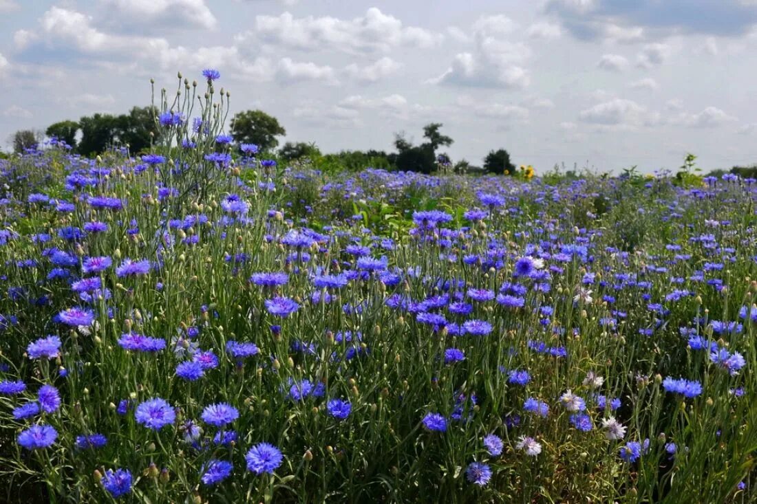 поле с васильками. васильково поле крым. «поле васильков». разбрелись возле тихой реки васильки васильки. разбрелись возле тихой реки васильки васильки.