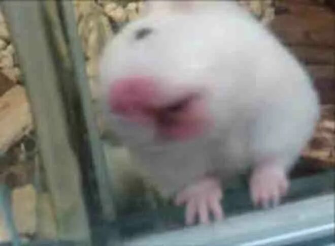 одомашненные крысы. хомяк облизывающий стекло. крыса облизывает. крысы дамбо малыши. крыса облизывает.