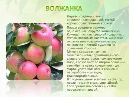 Яблоня окружающий мир