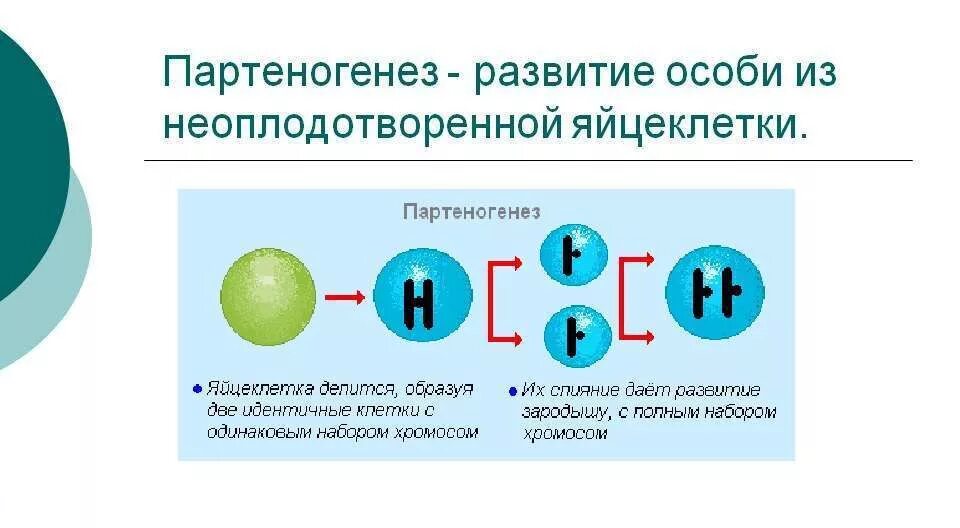 Партеногенез. Партеногенез это в биологии. Биологическое значение партеногенеза. Партеногенез размножение.