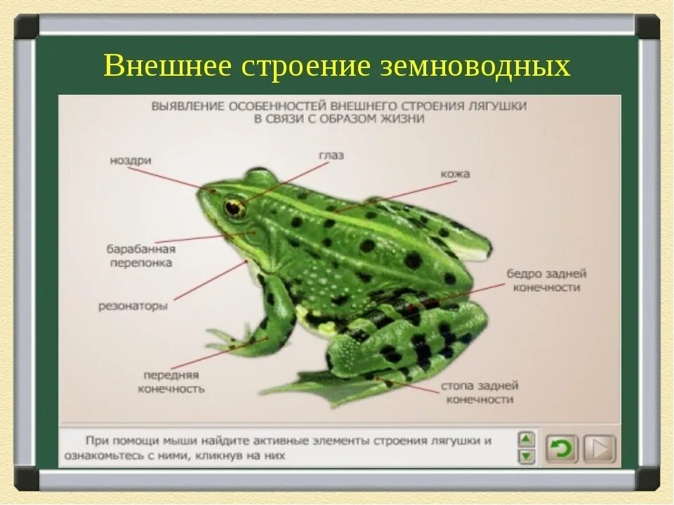 Особенности организма земноводных. Внешнее строение лягушки класс земноводные или амфибии. Внешнее строение земноводных. Внешнее строение амфибий. Жаба биология 7 класс земноводных внешнее строение.