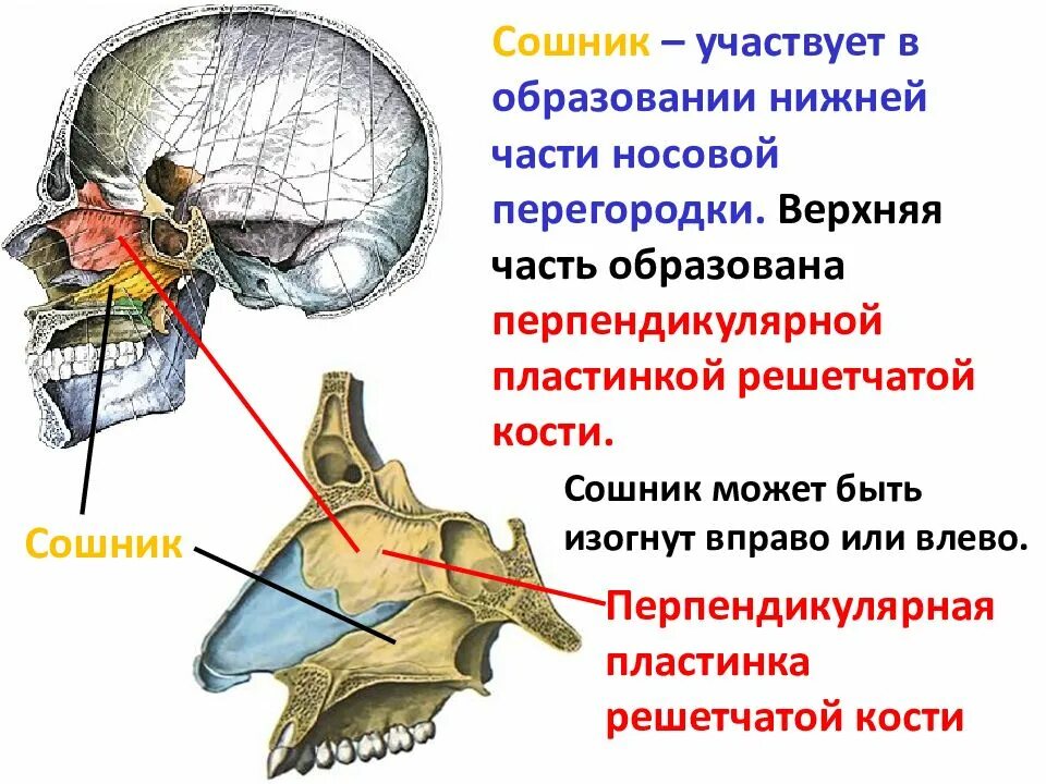 Сошник кость. Пластинки решетчатой кости. Перпендикулярная пластинка решетчатой кости. Решетчатая пластинка решетчатой кости. Части решетчатой кости.