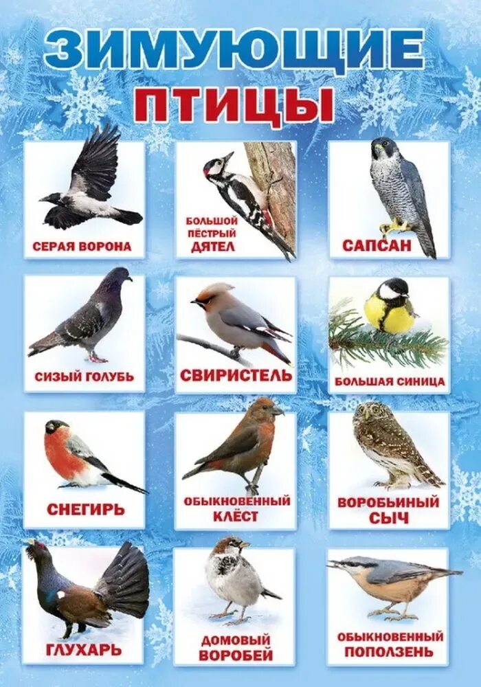 Зимующие птицы. Зимующие птицы России. Оседлые зимующие птицы. Зимующие птицы названия.